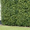 Bloom Buxus Artificial Hedge Screening 4pk